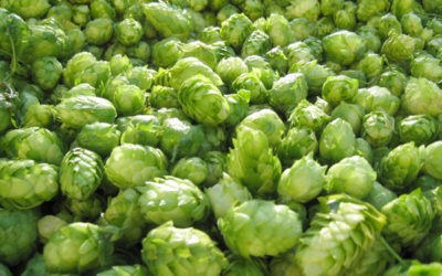 Si avvicina la “battaglia del luppolo fresco”, il concorso per le Harvest Beer