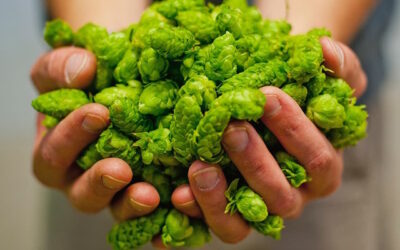Iscrizioni aperte per Harvest Beers, il concorso per le birre con il luppolo fresco