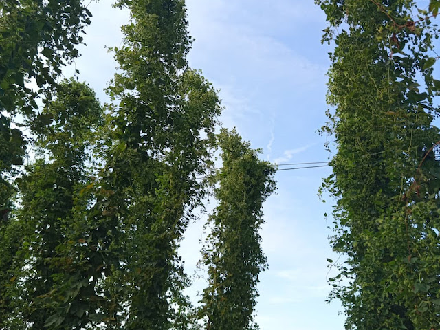 Lanciata la 5a edizione di Harvest Beer, il concorso per chi maneggia meglio il luppolo fresco